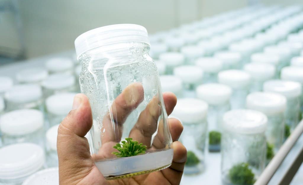 蔬菜农药残留快速检测技术(图1)