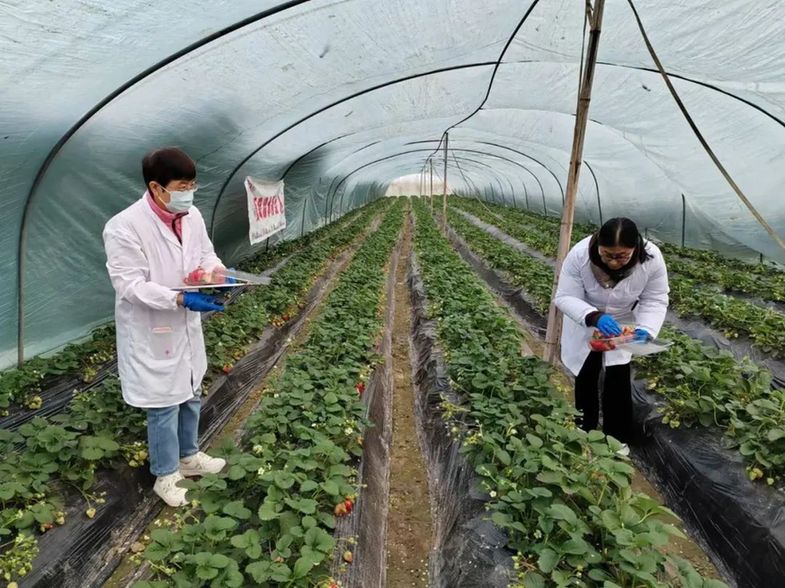 江苏连云港：2024年农产品质量安全检测合格率超99%(图1)