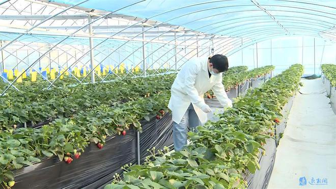 放心吃！宿迁84家草莓种植基地草莓抽检合格率100%(图1)