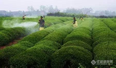 教你茶叶农药残留检测法！这样测简单高效！(图1)