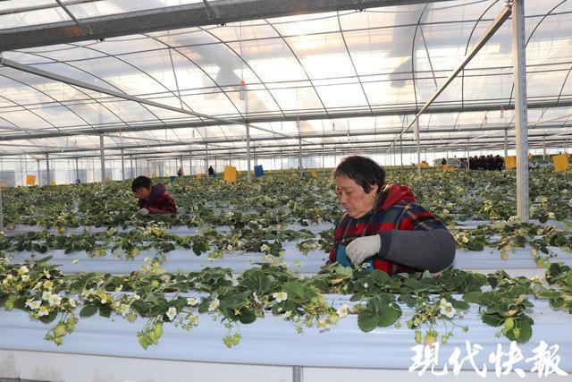 全球草莓界的顶级盛宴缘何落地盐城盐都？(图5)