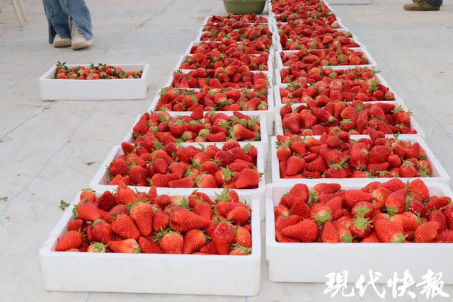 全球草莓界的顶级盛宴缘何落地盐城盐都？(图4)