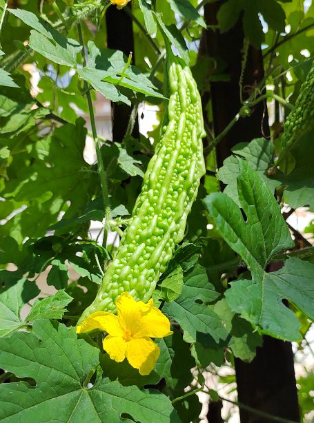 夏日餐桌安全指南：这6种蔬菜农药残留少闭眼买也安心(图1)