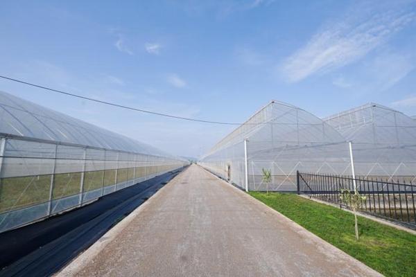 持续升级自然健康原料喜茶羽衣甘蓝实现零农残种植(图3)