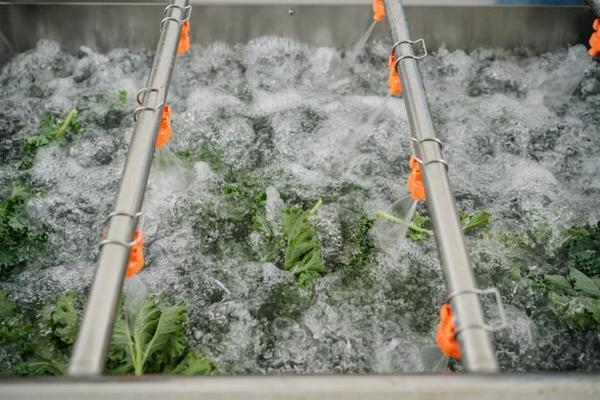 持续升级自然健康原料喜茶羽衣甘蓝实现零农残种植(图5)