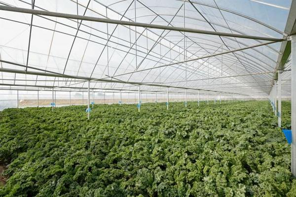 持续升级自然健康原料喜茶羽衣甘蓝实现零农残种植(图1)