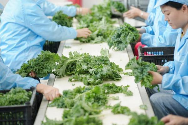 持续升级自然健康原料喜茶羽衣甘蓝实现零农残种植(图4)